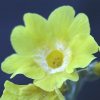 Auricula Broadwell Gold - Abriachan Nurseries